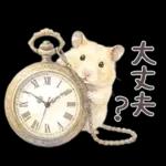 ゴールデンハムスター♡キンクマ