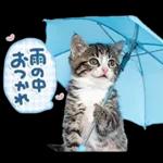 ねこちぃず♡梅雨〜初夏ver