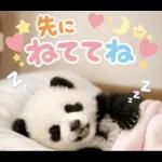 飛び出す♡パンダの家族連絡
