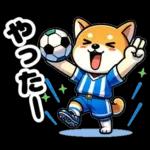 サッカー大好きな柴犬