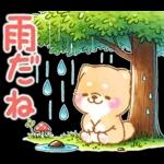 雨、梅雨、夏に使う❤️いやしばいぬ❤️柴犬