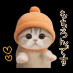 スコティッシュ猫 カラフル帽 夏 敬語