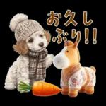 午年2026年！プードルとうまの年末年始