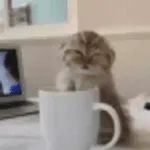 котики