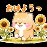 大人の夏❤️いやしばいぬ❤️柴犬