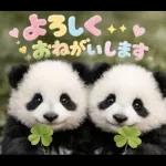 飛び出す♡まいにちパンダ