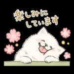 Samoyed-san in Spring