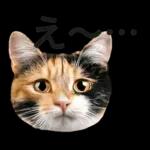 意外と使える！ネガティブなタイプの猫たち