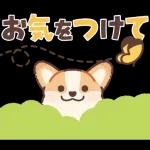 Pop-Up! Corgi's Spring Reply Sticker