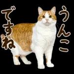 うんこ★リアルな猫