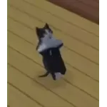 котики