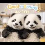 飛び出す♡まいにちパンダ