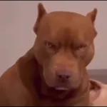 Vamos a hacer el delicioso