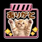 かわいい猫の写真 ぷくぷく