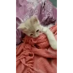 liliana