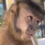 monito