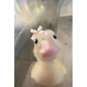 getsticker.com