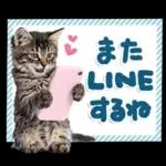 ねこちぃず♡梅雨〜初夏ver