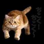 意外と使える！ネガティブなタイプの猫たち