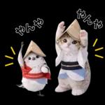仲良し♡シマエナガと子猫ちゃん