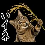 キジトラ猫飼いさんのダジャレ