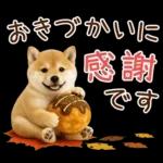 大人かわいい秋の癒し柴犬