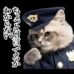 リアル猫警察官
