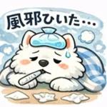 超かわいいサモエド犬の日常 普段使いに！