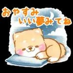 大人の夏❤️いやしばいぬ❤️柴犬