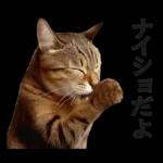 意外と使える！ネガティブなタイプの猫たち