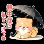 大人の夏❤️いやしばいぬ❤️柴犬