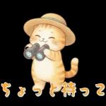 ぽかぽか春ねこライフ