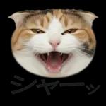 意外と使える！ネガティブなタイプの猫たち