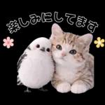 仲良し♡シマエナガと子猫ちゃん