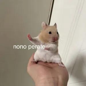 nono perate - getsticker.com