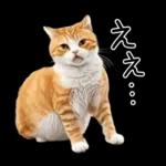 リアルな猫の敬語