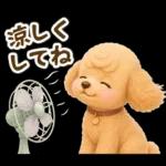 トイプードルの夏と梅雨のお天気カフェ