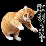 リアルな猫の敬語