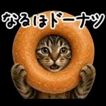 キジトラ猫飼いさんのダジャレ