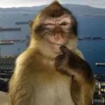 Por qué no contestas?