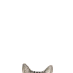 飛び出す❤️猫猫猫2