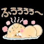 初夏❤️いやしばいぬ❤️16/柴犬