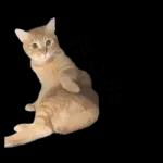 チャイさんの日常