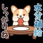 コーギーにとっての雨季と初夏