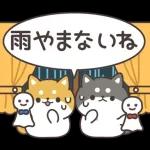 飛びだす！お返事シバイヌくん（雨の日）