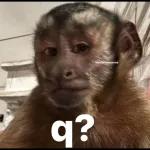 monito