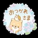 初夏❤️いやしばいぬ❤️16/柴犬