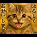 秋のネコたちにゃんだふる♡