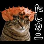 キジトラ猫飼いさんのダジャレ