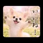 春のほんわかチワワ♡